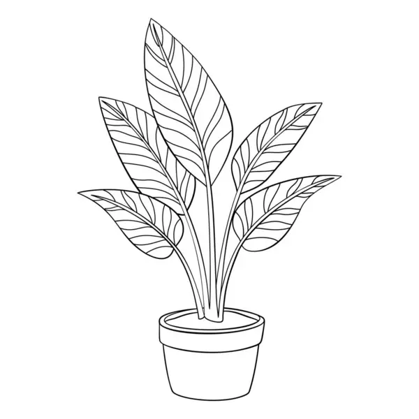 Calathea doodle tarzı sanat. Calathea saksının içindeki bitki. El siyah beyaz çizilmiş. Web grafik tasarımı poster dövmesi boyama sayfası için her çeşit yeşil bitki yaprağı. Vektör illüstrasyonu