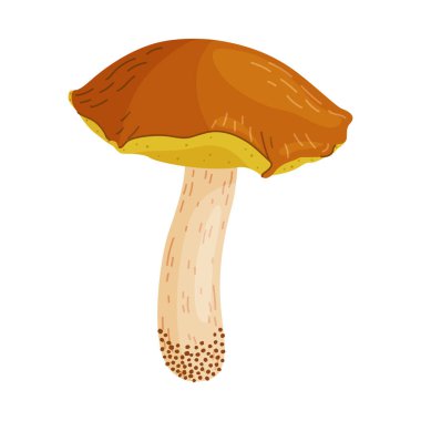 Suillus luteus, sarı mantar. Yenilebilir orman mantarı kaygan kriko ya da yapışkan çörek. Suillus mantarı ya da sarı domuz eli düz stil izole edilmiş moda bir ikon çizdi. Vektör illüstrasyonu