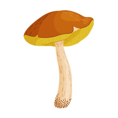 Suillus luteus, sarı mantar. Yenilebilir orman mantarı kaygan kriko ya da yapışkan çörek. Suillus mantarı ya da sarı domuz eli düz stil izole edilmiş moda bir ikon çizdi. Vektör illüstrasyonu