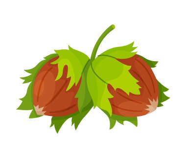 Yapraklı fındık. Çizgi film fındık elli izole edilmiş moda düz stil ikonu çizdi. Yapraklı organik çiğ fındık, lezzetli atıştırmalıklar. Orman Ceviz Vektörü illüstrasyonu