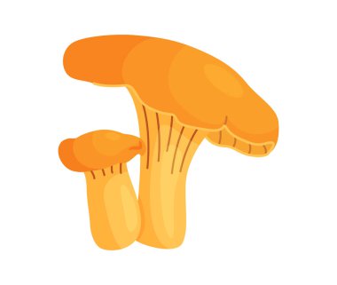 Taze chanterelle mantarları El, izole edilmiş moda düz stil ikonu çizdi. Yenilebilir mantar chanterelle, sarı mantar. Vektör illüstrasyonu