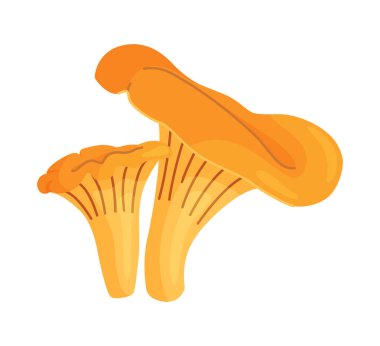 Taze chanterelle mantarları El, izole edilmiş moda düz stil ikonu çizdi. Yenilebilir mantar chanterelle, sarı mantar. Vektör illüstrasyonu