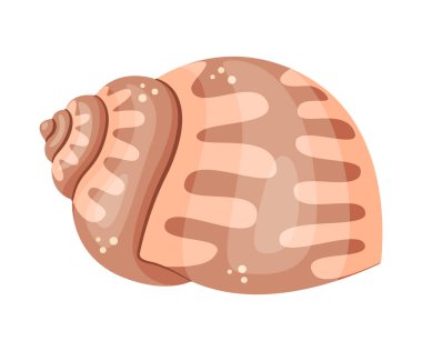 Deniz kabuğu, El çizimi moda düz stil şeffaf bir deniz kabuğu üzerinde izole edilmiş ikon. Vektör illüstrasyonu