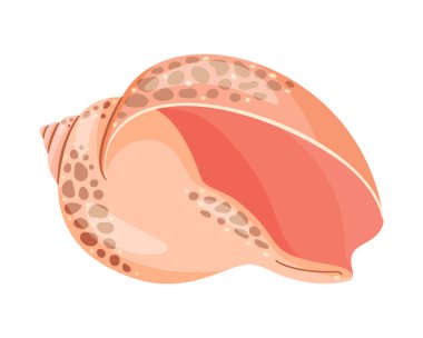 Babil Denizkabuğu. El çizimi moda düz biçim şeffaf bir arkaplan deniz kabuğu Vektör illüstrasyonunda izole simge