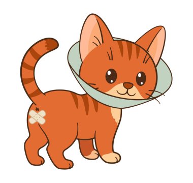 Sterilizasyon ameliyatından sonra külah yakalı şirin turuncu tekir kedi. Chibi düz stil temiz, basit tasarım. Veteriner ve çocuk içeriği, hayvan bakımı blogları, kartlar, çıkartmalar, tişörtler, posterler 