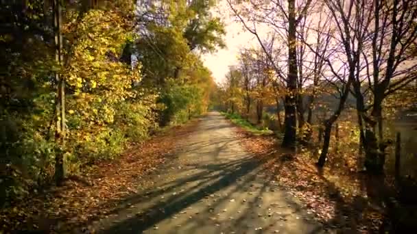 가을에는 소나무와 나무들이 뒤섞여 가로지르는 노란색 표지가 아스팔트 도로를 달리고 — 비디오