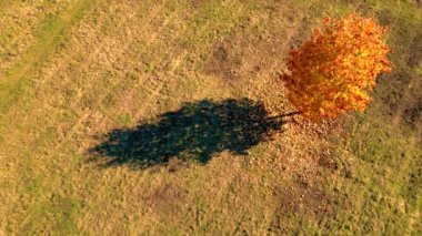Sihirli Canlı Ağaç Parlak Sonbahar Renkleri. Kırsal kesimdeki Peri Masalı Manzarası Kuşbakışı Hava Görüntüsü