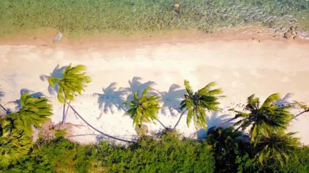 Tropical Sand Beach Palm Trees Sunset Sunrise Aerial Dolly Shot — Video Stock
