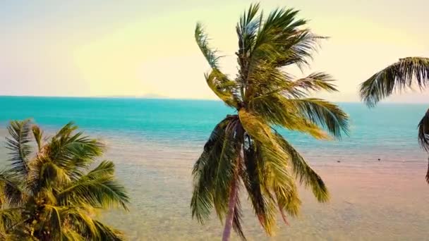 热带沙滩 日落时分长着棕榈树 日出时分 空中玩具枪穿过树干 夏威夷原始的野生海滩 — 图库视频影像