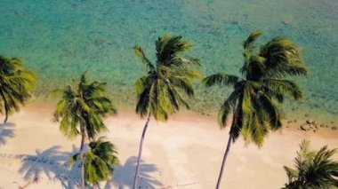 Tropical sand beach with palm trees in sunset, sunrise, aerial dolly shot flying through the trunks, wild pristine beach in Hawaii