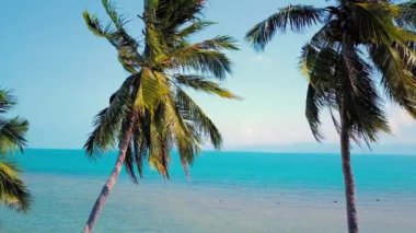 Tropical sand beach with palm trees in sunset, sunrise, aerial dolly shot flying through the trunks, wild pristine beach in Hawaii