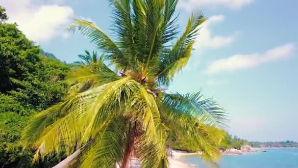 Tropical Sand Beach Palm Trees Sunset Sunrise Aerial Dolly Shot — Stockvideo