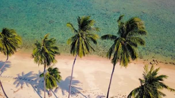Tropical Sand Beach Palm Trees Sunset Sunrise Aerial Dolly Shot — Video Stock