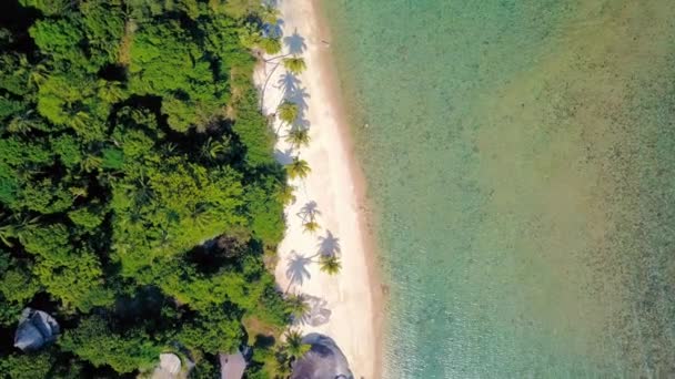 熱帯砂のビーチ 日没のヤシの木 日の出 空中のドリーショットは トランクを飛んで ハワイの野生の自然のままのビーチ — ストック動画