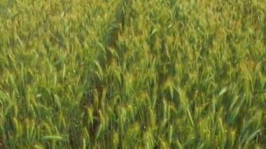 Beautiful Aerial View of Green Agricultural field on Sunrise. Drone flying over harvest crops Amazing Sunrise TimeLapse of the Green Wheat field and beautiful cloudscape with rising sun.