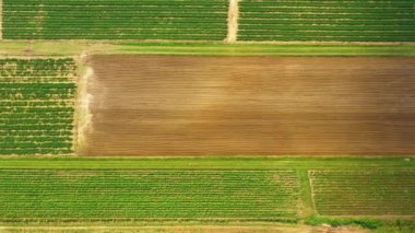 Aerial, Flight Above Rural Countryside Landscape With Growing Corn Field Morning Sunrise. Aerial View of Corn Crops Field From Drone Point Of View. Flight Above Cornfield. Wind Wave.