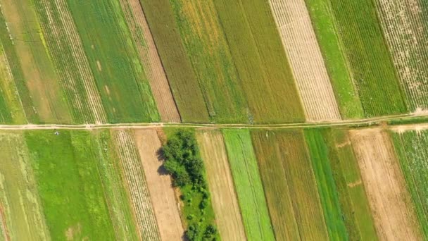Gyönyörű Légi Kilátás Zöld Mezőgazdasági Területen Sunrise Drón Repül Termés — Stock videók
