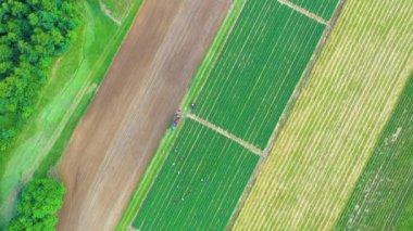 Hava, kırsal arazinin üzerinde büyüyen mısır tarlası sabah güneşiyle birlikte uçuş. Drone bakış açısından mısır tarlasının hava görüntüsü. Cornfield üzerinde uçuş. Rüzgar Dalgası.