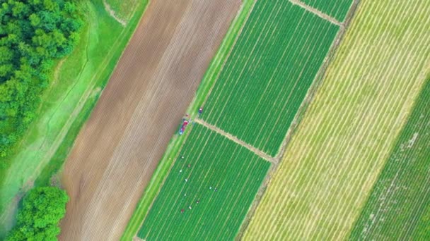 Aerial Flight Rural Countryside Landscape Growing Corn Field Morning Sunrise — ストック動画