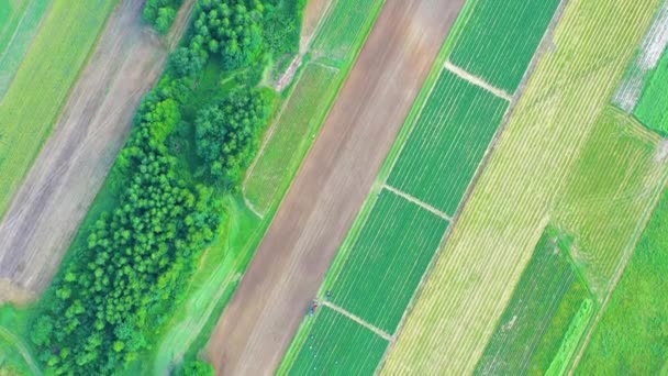 Légi Repülés Vidéki Táj Felett Növekvő Kukoricamezős Reggeli Napfelkeltével Aerial — Stock videók