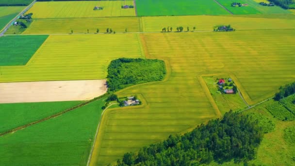 Beautiful Aerial View Green Agricultural Field Sunrise Drone Flying Harvest — Video