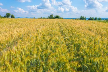 Green fields aerial view before harvest at summer. Aerial view of green fields