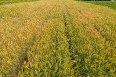 Green fields aerial view before harvest at summer. Aerial view of green fields