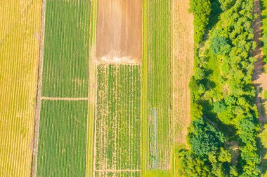 Green fields aerial view before harvest at summer. Aerial view of green fields