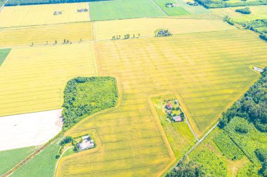 Yeşil alan bahar mevsimi. Havadan görünümü. Buğday.