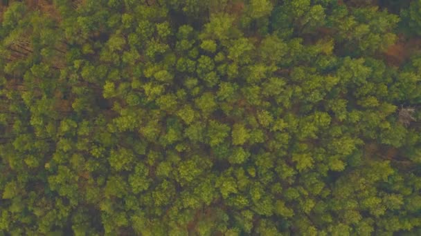 下降林地空中拍摄 无人机飞过松树和黄色的树梢 放大并旋转自然界五彩缤纷的纹理 穿越树林 自然背景在动 — 图库视频影像