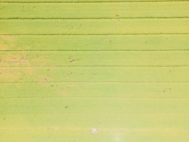 Farklı sarı ve yeşil renkli tarımsal ürünlerin soyut geometrik şekilleri. Hava görüntüsü doğrudan alanın üstündeki İHA 'dan çekiliyor