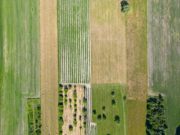 Absztrakt Geometriai Formák Mezőgazdasági Parcellák Különböző Növények Sárga Zöld Színekben — Stock Fotó