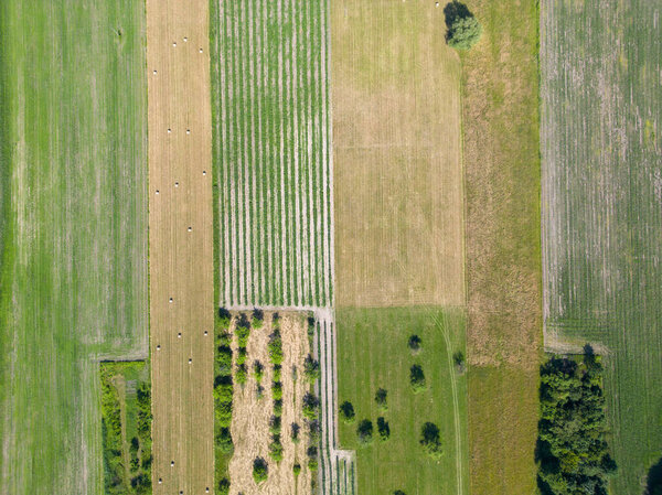 Abstract geometric shapes of agricultural parcels of different crops in yellow and green colors. Aerial view shoot from drone directly above field