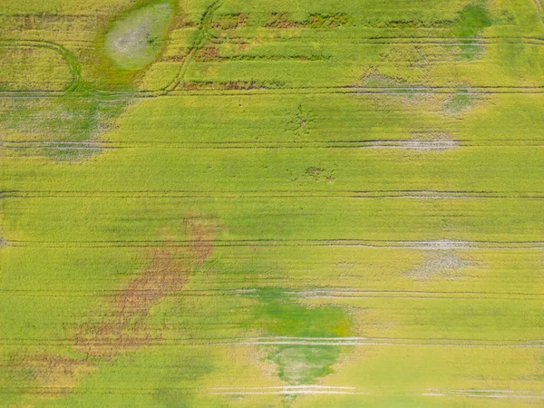 Absztrakt Geometriai Formák Mezőgazdasági Parcellák Különböző Növények Sárga Zöld Színekben — Stock Fotó