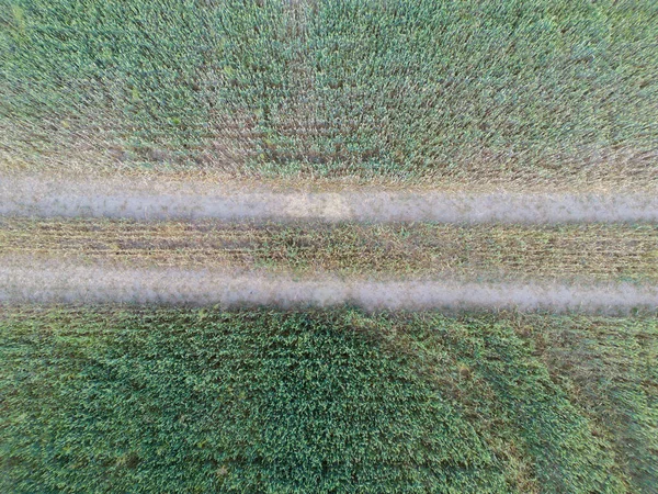 不同作物的农业包裹的垂直条纹 无人驾驶飞机直接在地面上空拍摄的空中图像 — 图库照片