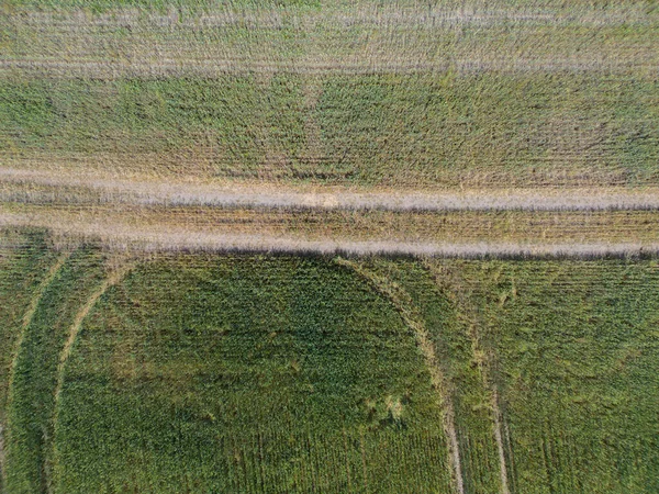 異なる作物の農業小包の垂直ストライプ 飛行場の真上のドローンからの航空写真 — ストック写真