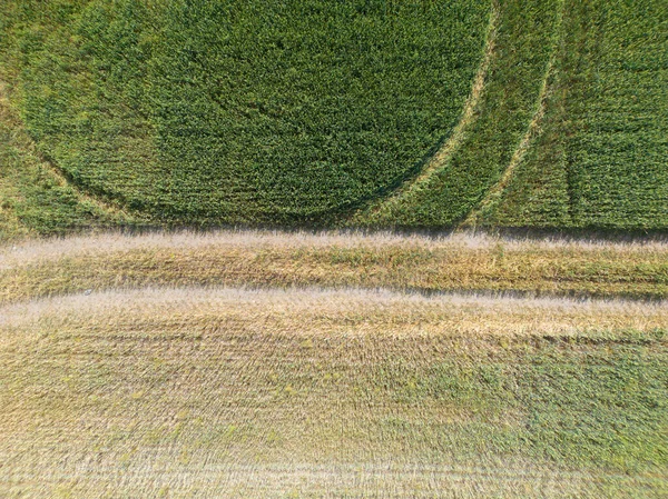 Vertikální Pruhy Zemědělských Pozemků Různých Plodin Letecký Snímek Dronu Přímo — Stock fotografie