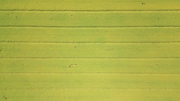 노란색 녹색의 농작물을 재배하는 꾸러미들의 기하학적 모양을 추상화하 십시오 공중에서의 — 비디오