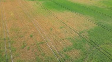 İlkbahar günü, yeşil tarlaları ekilmiş bir arazinin uçan insansız hava aracının havadan çekilmiş fotoğrafı. Çeltik bitkilerinin yetiştiği topraklar