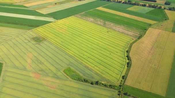 用黄绿两种颜色提取不同作物的农业包裹的几何形状 无人驾驶飞机直接在地面上空拍摄的空中图像 — 图库视频影像