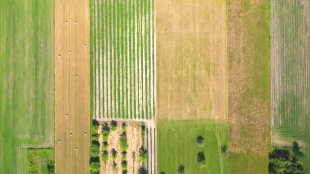 Abstracte Geometrische Vormen Van Landbouwpercelen Van Verschillende Gewassen Gele Groene — Stockvideo