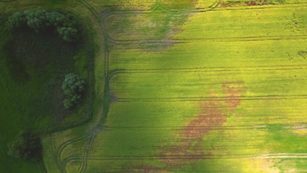 Снимок Высоты Птичьего Полета Беспилотника Земли Посеянными Зелеными Полями Сельской — стоковое видео