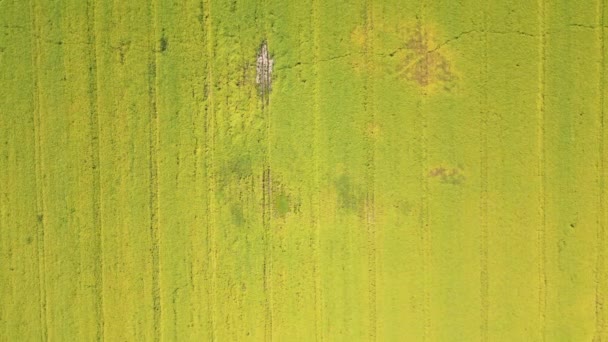 春天里 空中俯瞰的照片来自一个在乡间播下绿地的无人驾驶飞机 种植稻谷植物的土地 — 图库视频影像