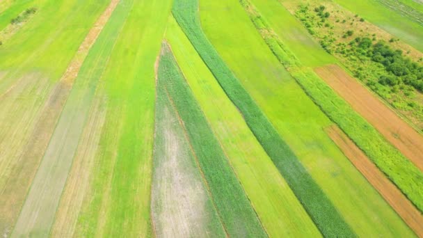 Aerial Top View Different Agriculture Fields Countryside Spring Day Drone — 비디오