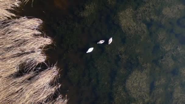 Αεροπλάνο Επανδρωμένου Αεροσκάφους Γλάρους Πετούν Πάνω Από Κύκνους Λίμνη Κύκνοι — Αρχείο Βίντεο