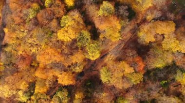 Sarı ve turuncu sonbahar ormanları olan kırsal bir yolun havadan görünüşü. Güzel sonbahar manzarası. Dağ yolunda uçan bir dron..