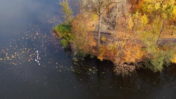 Vista Aérea Hermosas Aguas Verdes Suaves Lago Día Soleado Otoño — Vídeos de Stock