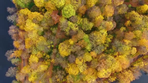 Widok Lotu Ptaka Piękne Zielone Wody Jeziora Słoneczny Jesienny Dzień — Wideo stockowe