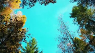 Sarı ve turuncu sonbahar ormanlarında siyah arabalı kırsal bir yolun havadan görünüşü. Güzel sonbahar manzarası. Dağ yolunda uçan insansız hava aracı güzel renkli ormanlarla çevrili..