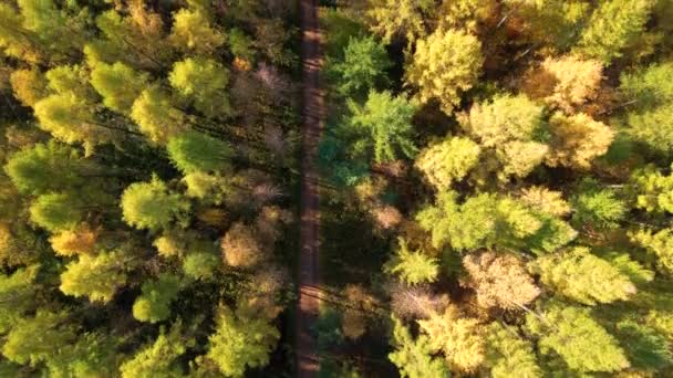 Sarı Turuncu Sonbahar Ormanları Olan Kırsal Bir Yolun Havadan Görünüşü — Stok video